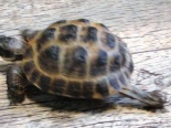 Żółw stepowy 