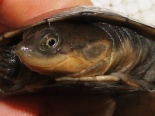 Żółw Kasztanowaty 