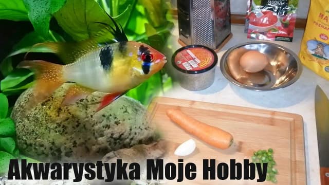 Czym karmić rybki akwariowe zamiast pokarmu - 5 zdrowych alternatyw Czym karmić rybki akwariowe zamiast pokarmu - 5 zdrowych alternatyw