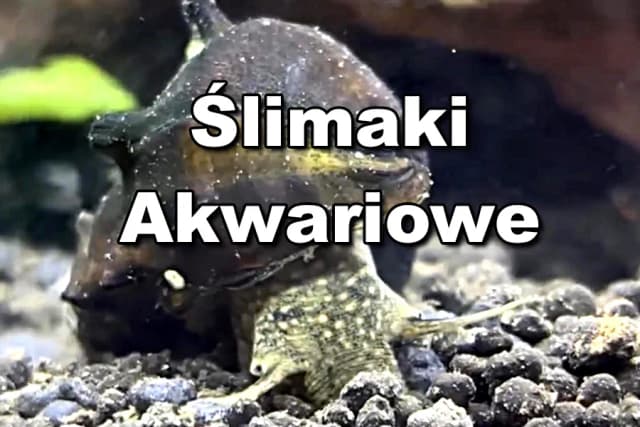 Jak rozmnażają się ślimaki w akwarium - sekrety skutecznego hodowli Jak rozmnażają się ślimaki w akwarium - sekrety skutecznego hodowli