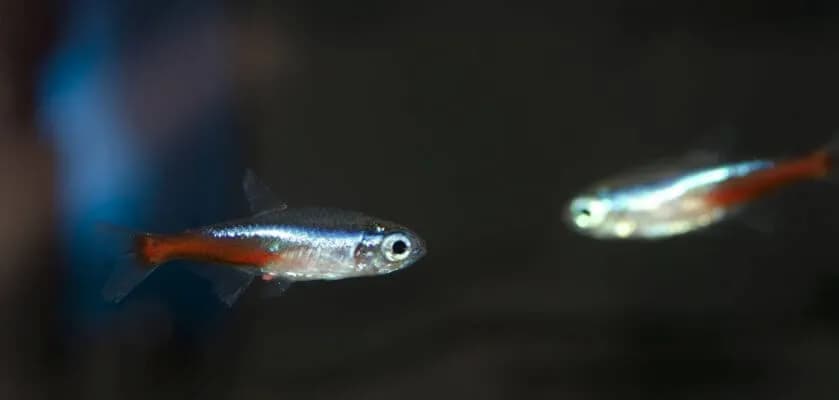 Czy neonki się rozmnażają? Odkryj sekrety ich hodowli w akwarium Czy neonki się rozmnażają? Odkryj sekrety ich hodowli w akwarium